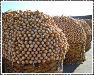Ȧ׵纸